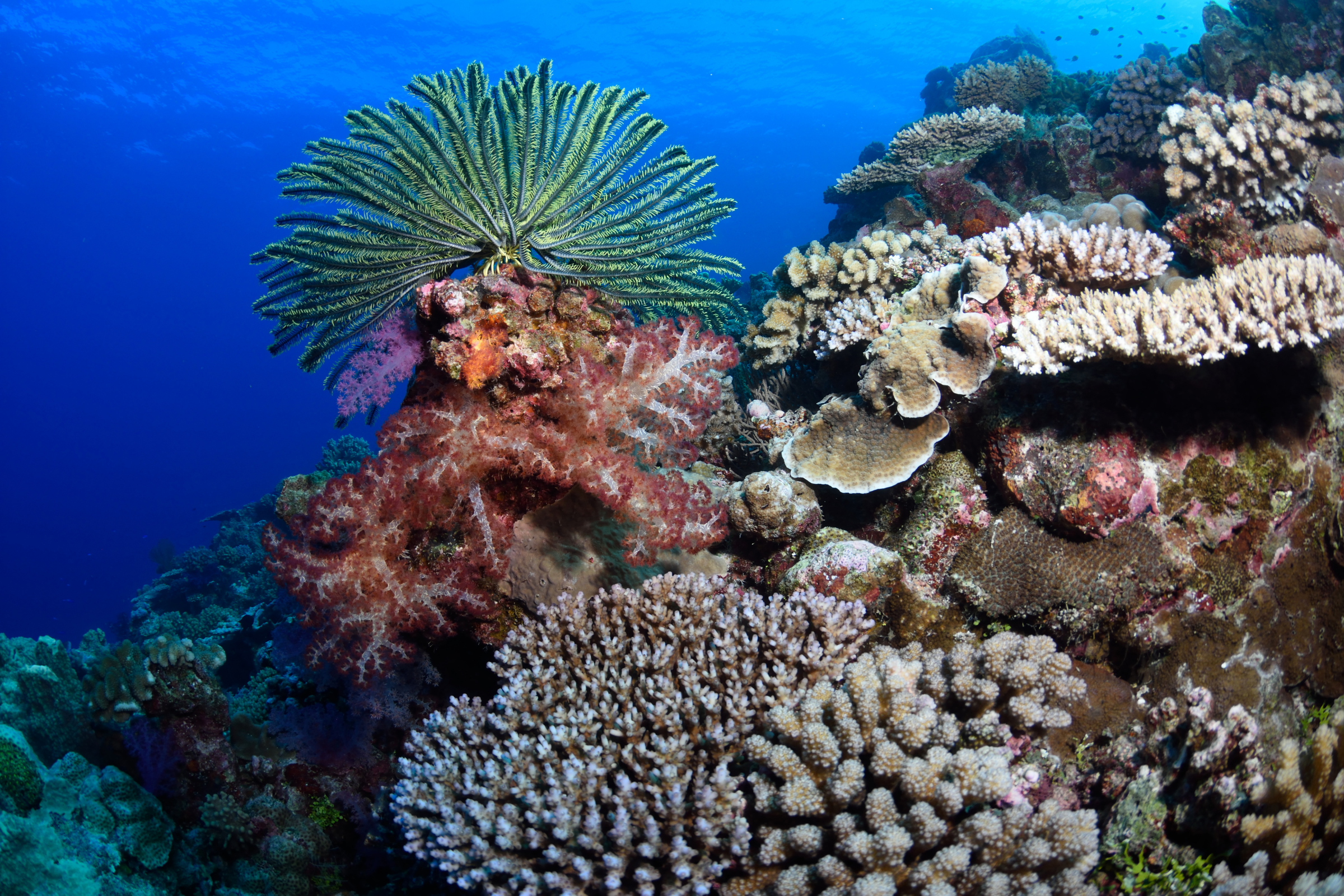 rowley shoals, western australia.webp